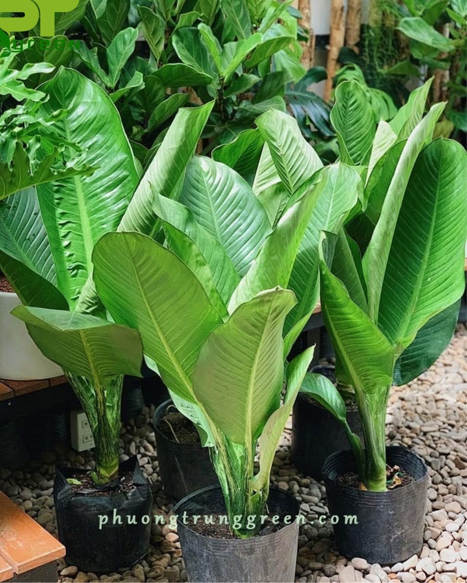 cay dai phu gia tai vuon phuong trung green 1