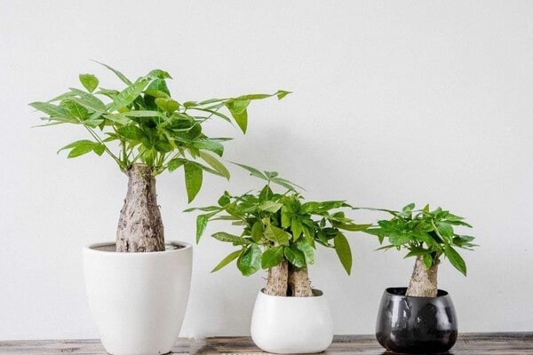 Cây kim ngân để bàn làm việc