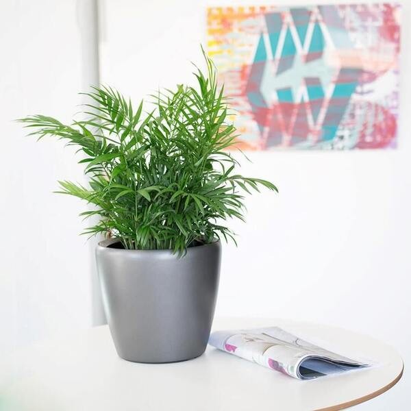 cay de ban lam viec 11 1