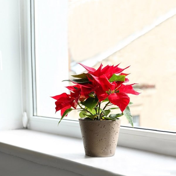 Cây hoa trạng nguyên