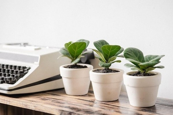 Mua cây để bàn làm việc