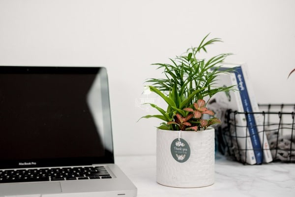 Cây để bàn làm việc