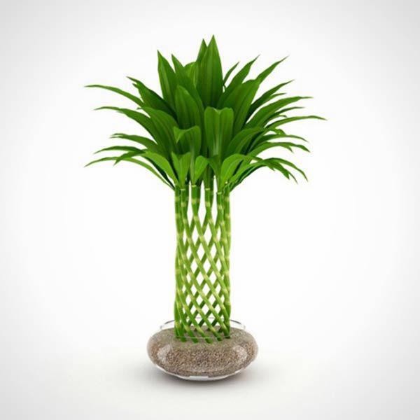 Cây trúc phú quý