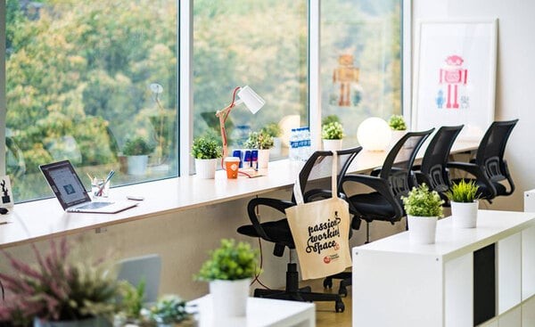 Cây để bàn làm việc hợp mệnh mộc