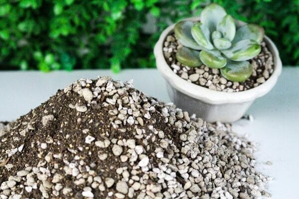 Các loại cây để bàn làm việc