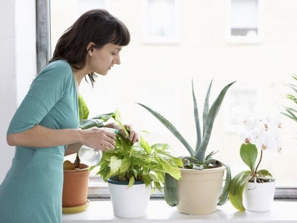 Cây thủy sinh để bàn làm việc