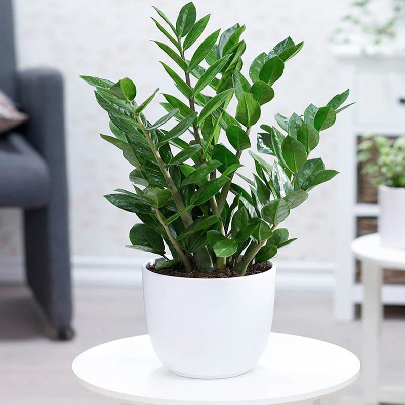 Cây Kim Tiền với những chiếc lá xanh mướt, thân mọng nước