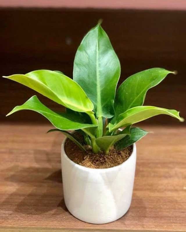 Cách trồng cây Đế Vương trong đất với lớp sỏi thoát nước hiệu quả.