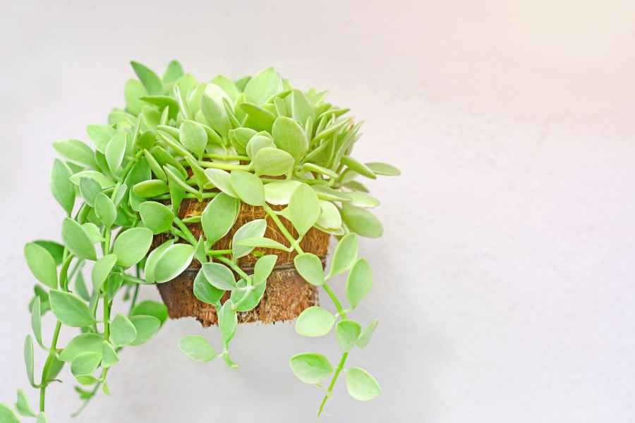 Lan đô la hình dáng nhỏ nhắn thích hợp treo trong nhà.