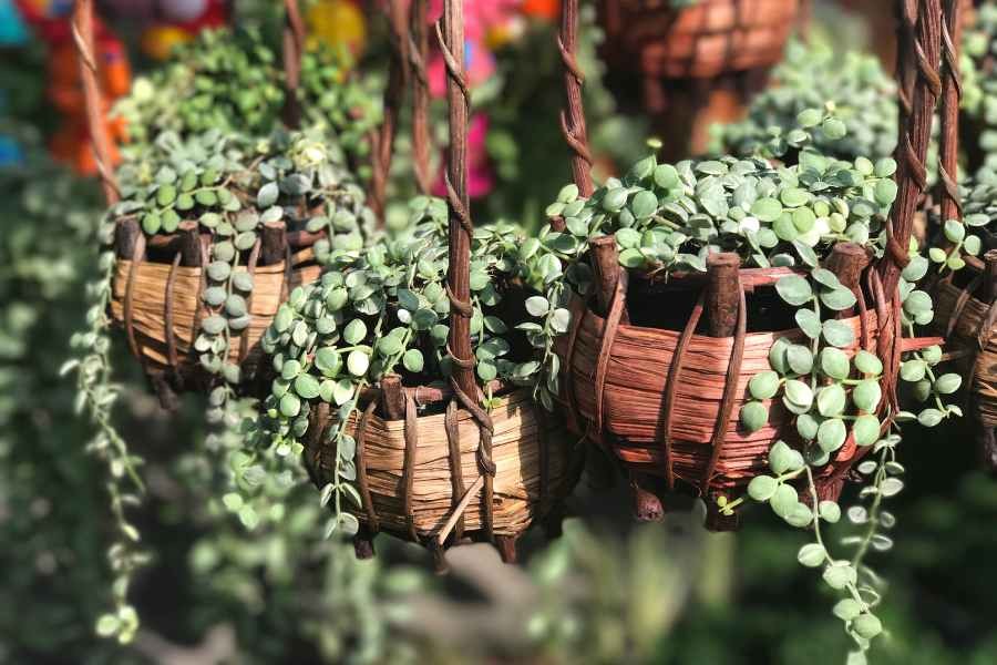 Lan đô la trồng giỏ tre đẹp mắt và phù hợp trang trí ngoài sân hoặc treo trong nhà.