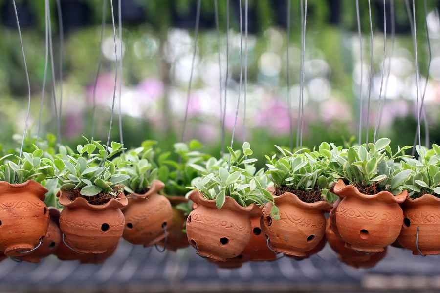 Lan đô la trồng niêu đá treo trước nhà đẹp mắt.