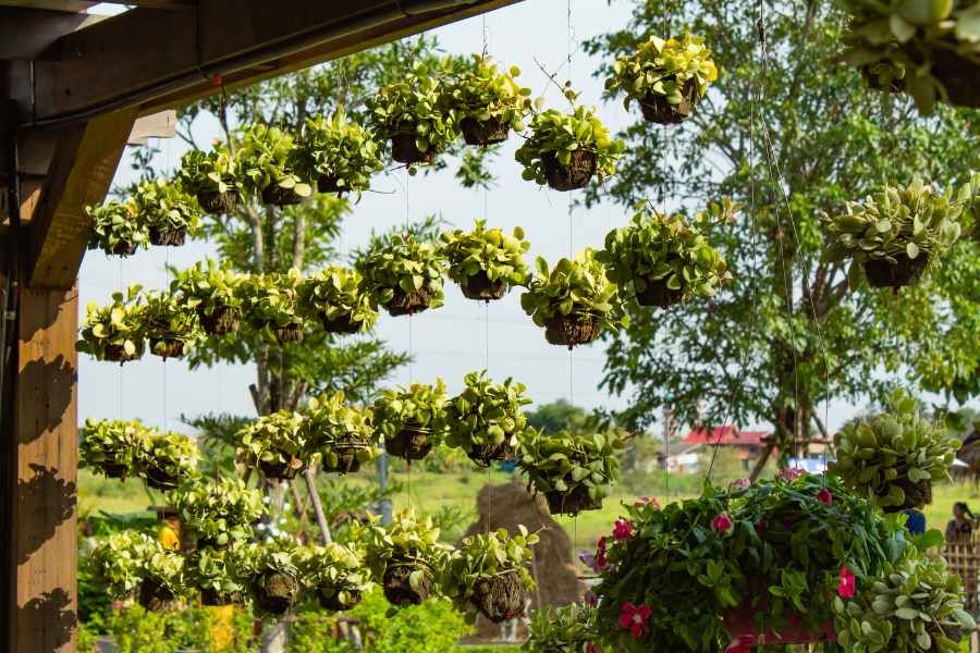 Lan đô la treo trước nhà tạo không gian xanh.