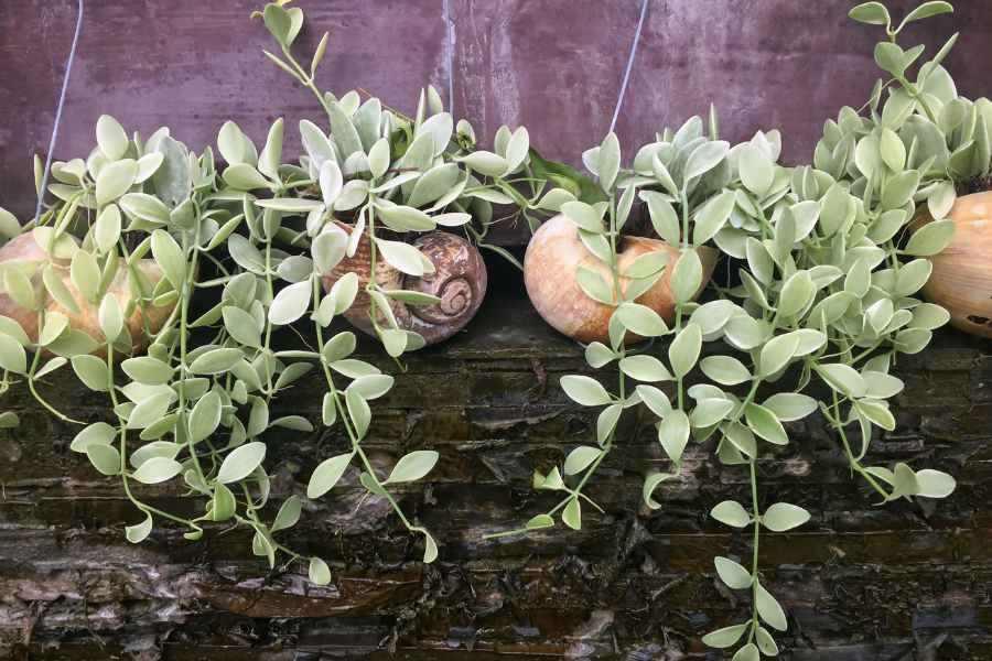 Cây lan đô la trồng trong vỏ ốc độc đáo.