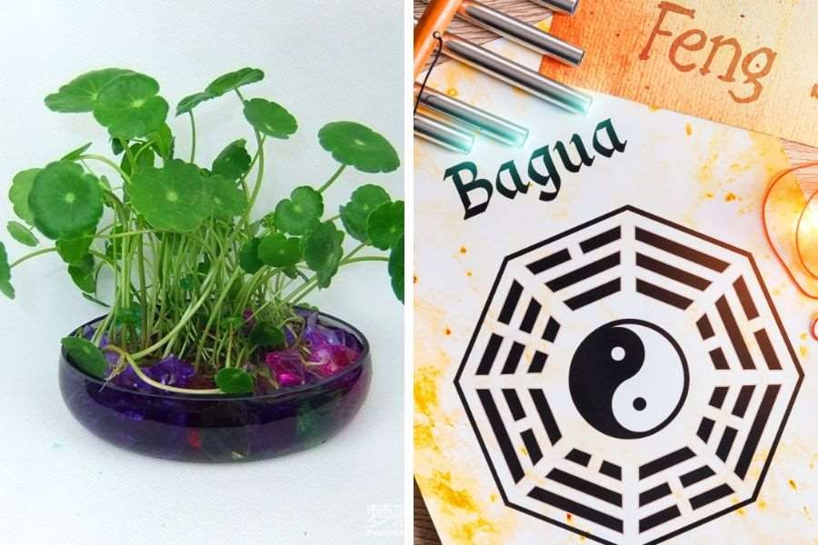 Cây cỏ đồng xu và ý nghĩa phong thủy tốt lành, đại diện cho điều may mắn, thịnh vượng.