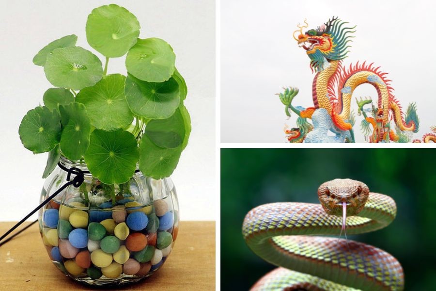 Cây cỏ đồng xu hợp tuổi gì: Hợp người tuổi Thìn, Tỵ.