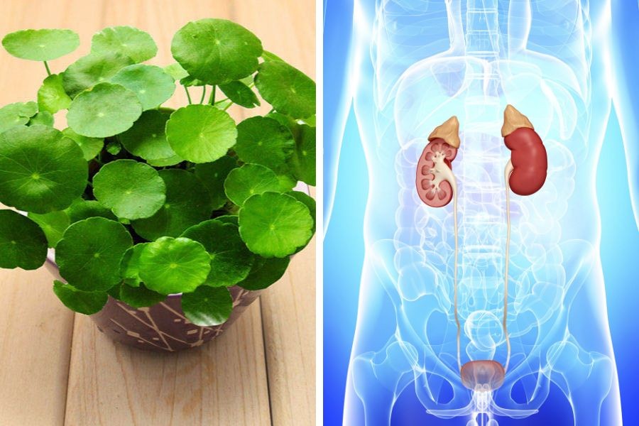 Cây cỏ đồng xu có thể dùng làm dược liệu rất tốt cho đường tiết niệu.