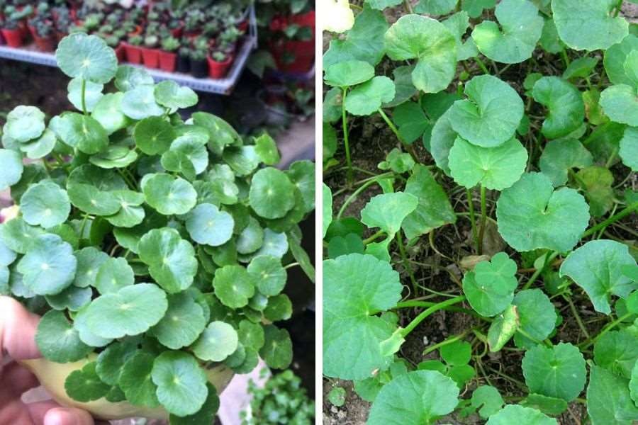 Cây cỏ đồng tiền và rau má có những điểm khác nhau.
