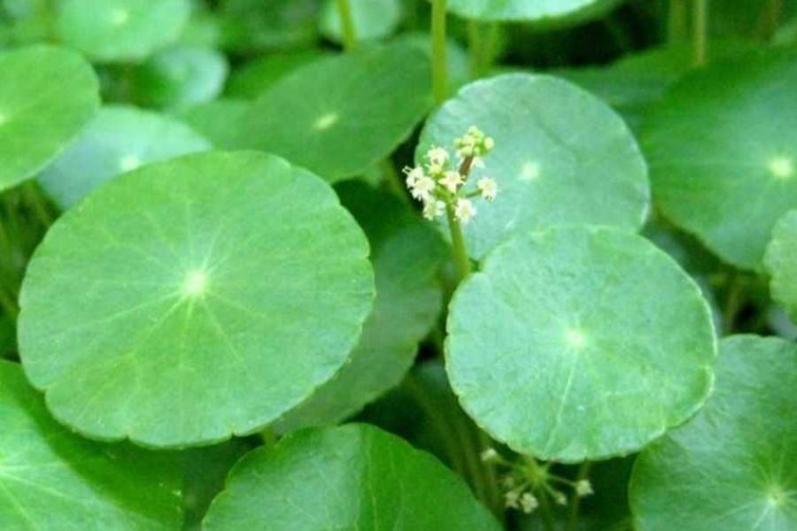 Cây đồng tiền có tác dụng xua đuổi muỗi, thanh lọc không khí.