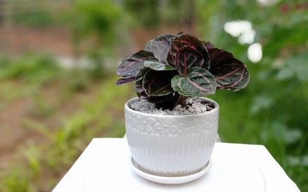 Cây đuôi công là loại cây thân thảo sống lâu năm, có chiều cao khoảng 25-70cm tùy thuộc vào cách chăm sóc.