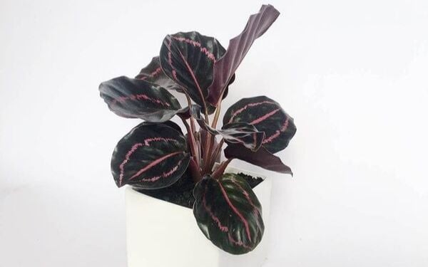 Cây đuôi công không chỉ hợp với một mệnh mà hợp rất nhiều mệnh.