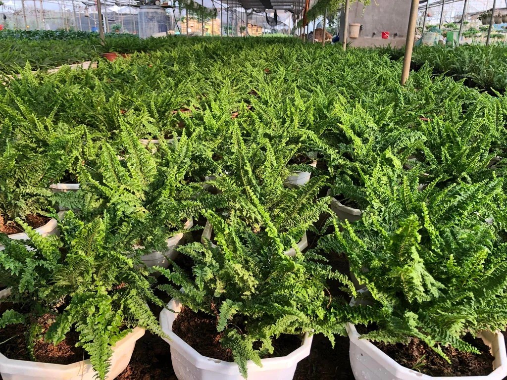 Cây dương xỉ xoắn