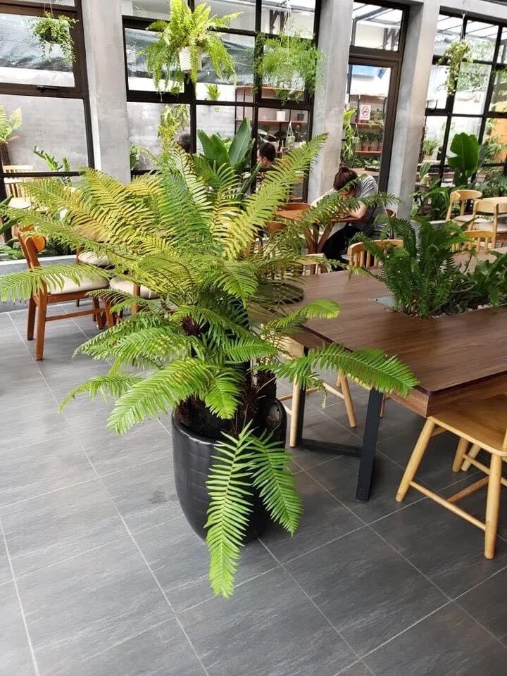 Cây dương xỉ cổ đại trong không gian nội thất
