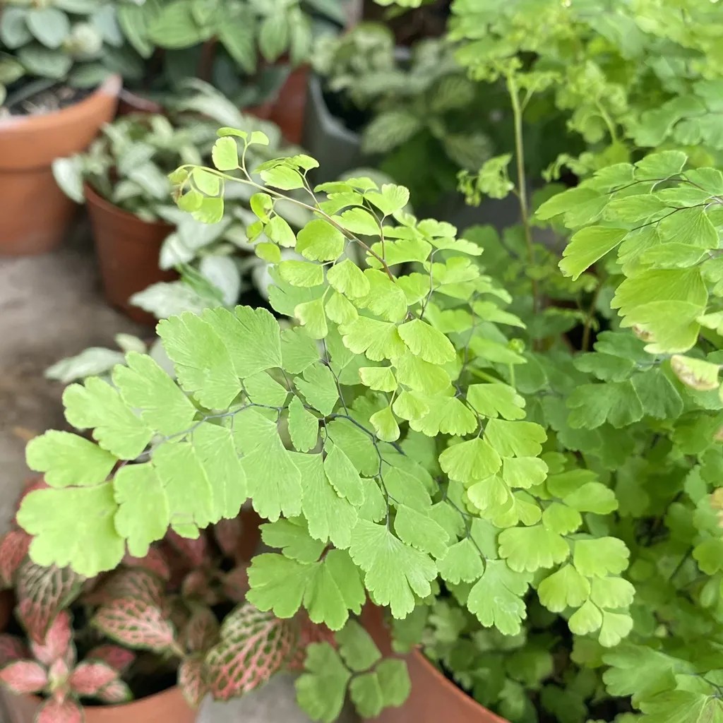 Cây dương xỉ tóc thần Venus