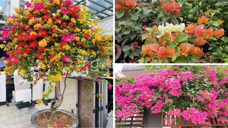 cay hoa giay hop menh gi 2 1