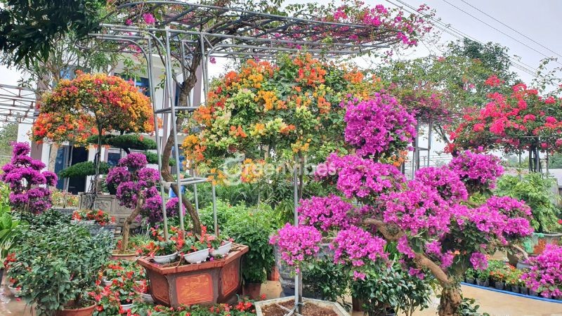 Hoa giấy mang đến vận may cho gia chủ