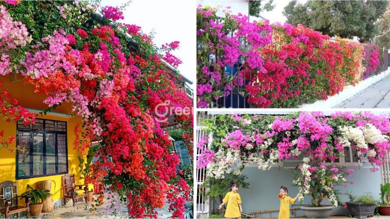 Trồng hoa giấy trước nhà giúp xua đuổi tà khí