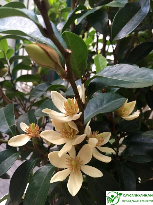 Bông hoa lan tiêu nở