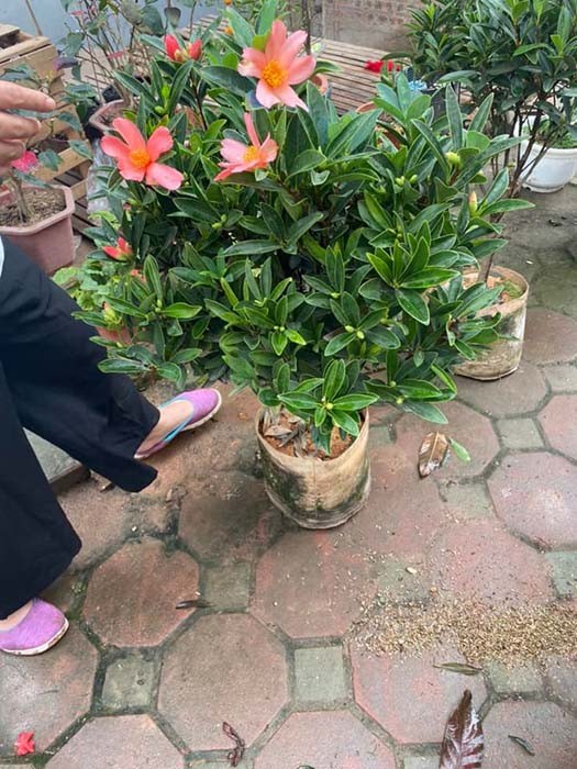 Cây trà tứ quý cánh đơn