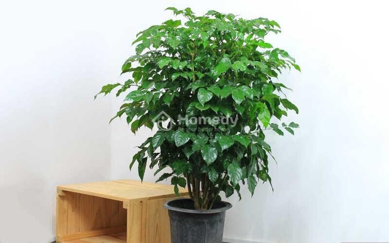 Cây hạnh phúc biểu tượng cho sự sung túc và giàu có