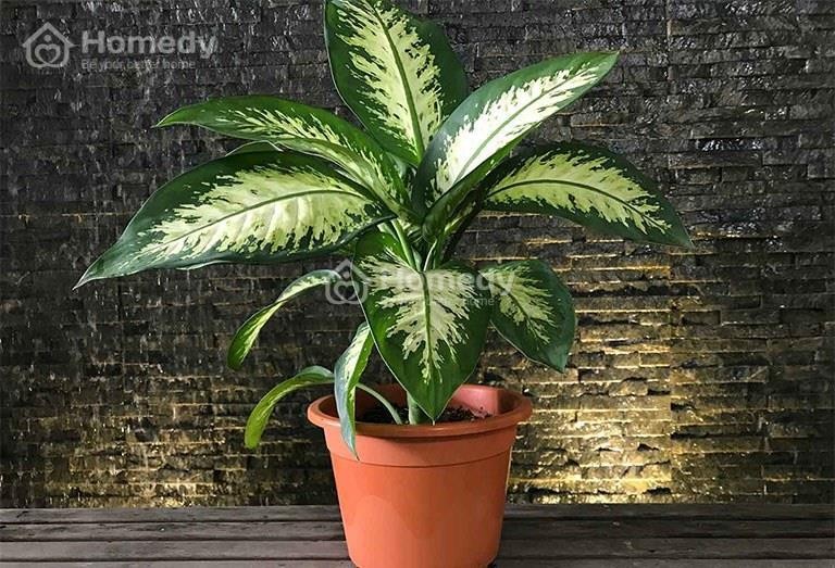 Cây vạn niên thanh mang ý nghĩa trường thọ và may mắn