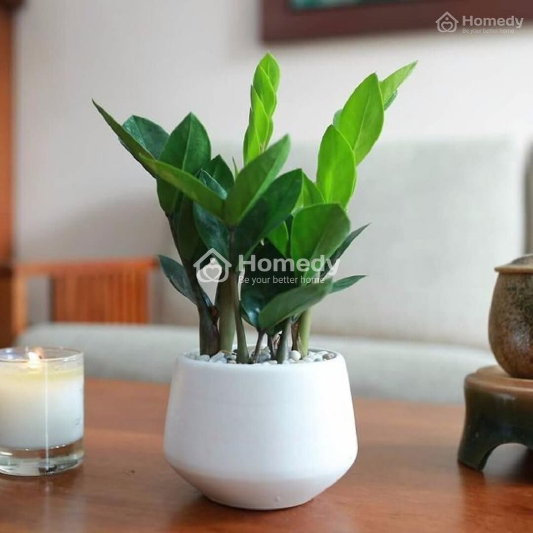 Cây kim tiền mang lại tài lộc và phú quý