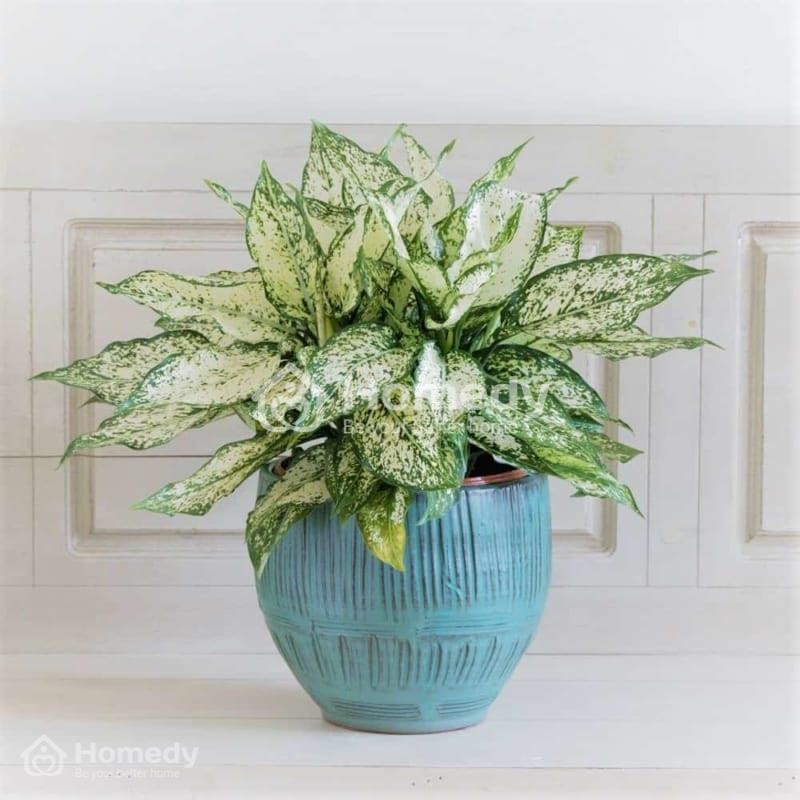 Cây ngọc ngân mang lại may mắn và phú quý