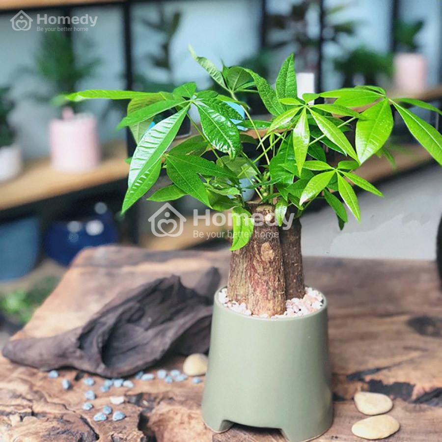 Cây kim ngân mang lại may mắn và tài lộc