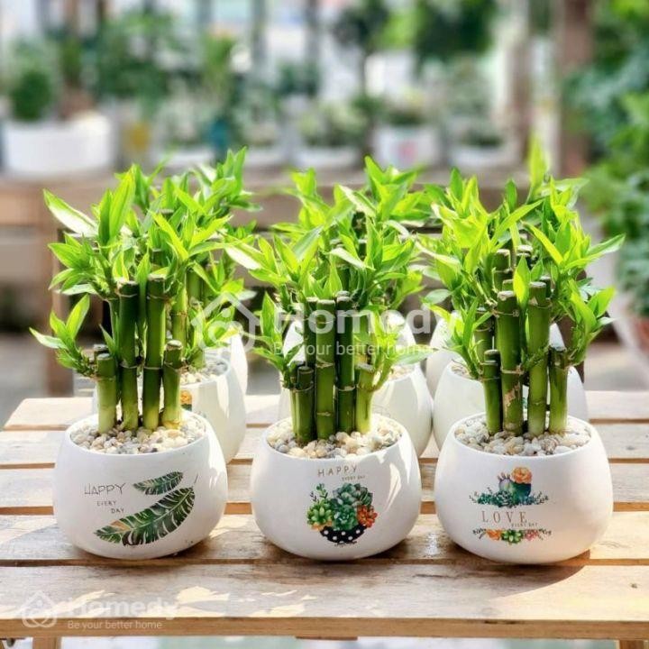 Cây trúc phú quý tượng trưng cho may mắn và thịnh vượng