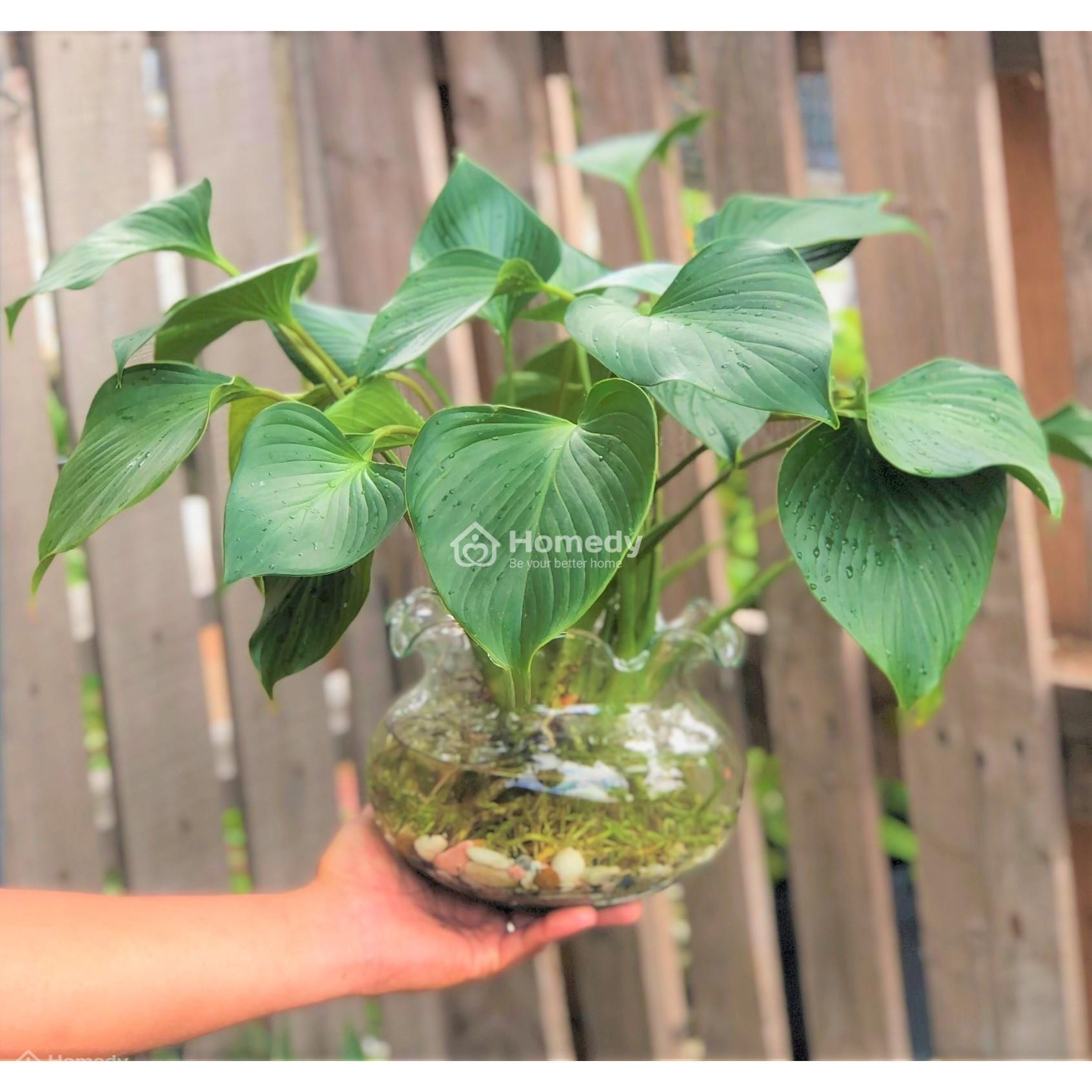 Cây thanh tâm mang lại may mắn và bình an