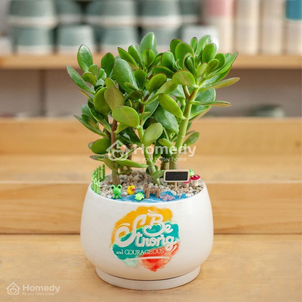 Cây ngọc bích tượng trưng cho bình an và trường thọ