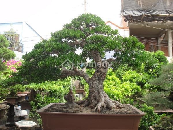 Cây vạn niên tùng với sức sống mãnh liệt