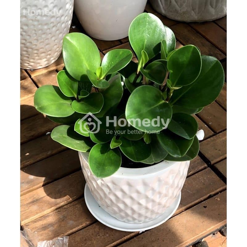 Cây trường sinh mang ý nghĩa trường thọ và may mắn