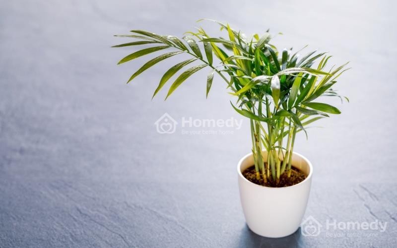 Cây cau tiểu trâm mang lại may mắn và tài lộc