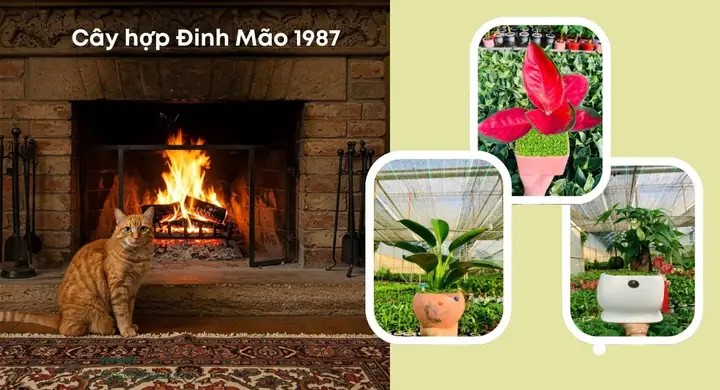 Tuổi Đinh Mão 1987 Hợp Cây Gì? 15 Cây Cảnh Để Bàn, Để Trong Nhà Đẹp