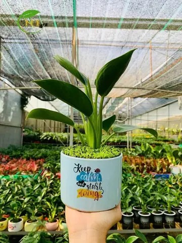 Cây Trầu Bà Đế Vương Xanh