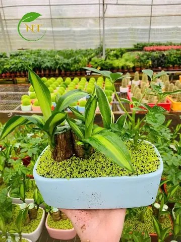 Cây Thiết Mộc Lan