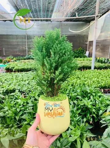 Cây Tùng Bồng Lai