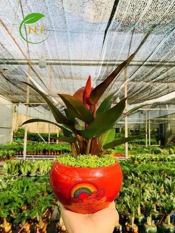 Cây Trầu Bà Đế Vương Đỏ