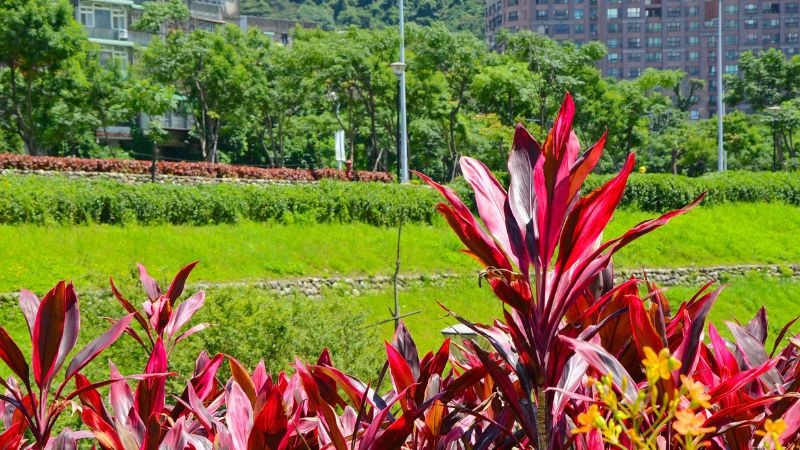 Cây huyết dụ được trồng làm cảnh vì vẻ đẹp đơn giản, mộc mạc và màu sắc rực rỡ.