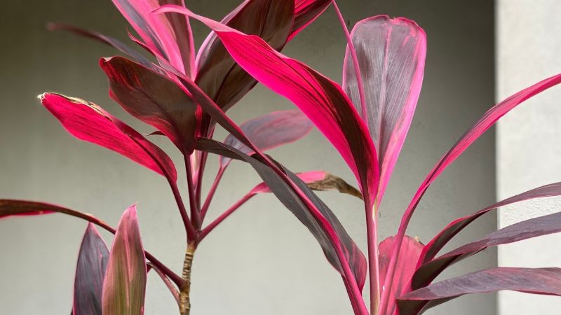 Cây huyết dụ có tác dụng tốt về mặt phong thủy.